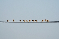 Carduelis carduelis (Cardellino)